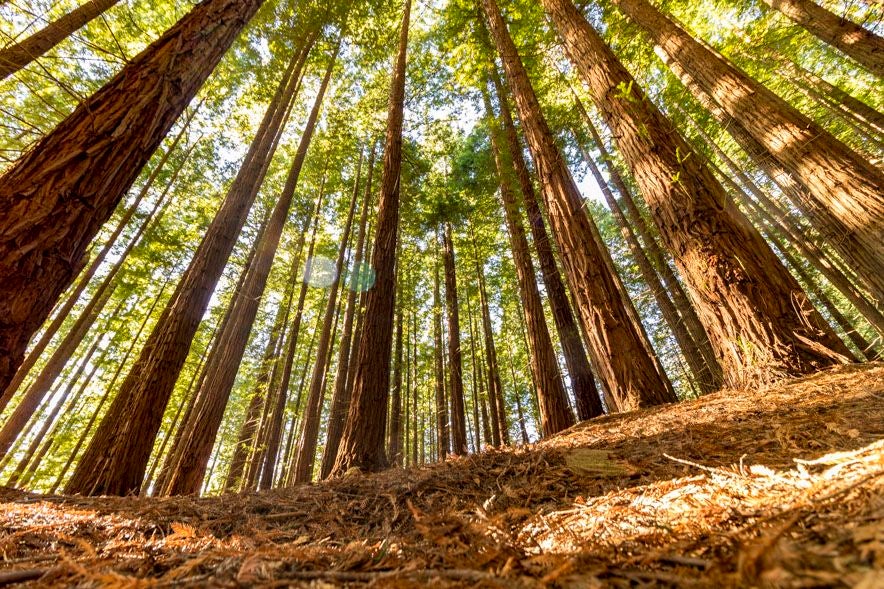 Sequoia Forest, Cabezón de la Sal, Saja-Nansa, Cantabria, Spain