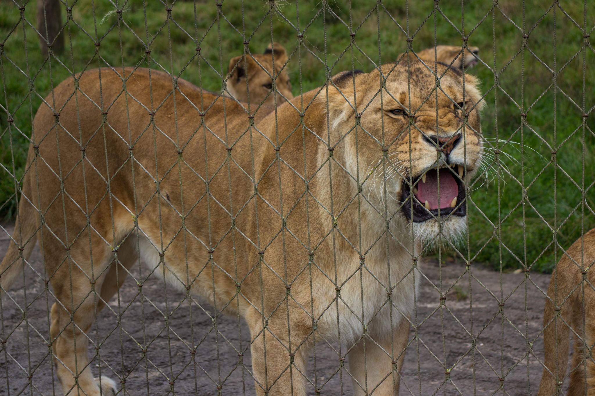 Photo of lion from Odense Zoo, Denmark.