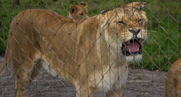 Photo of lion from Odense Zoo, Denmark.