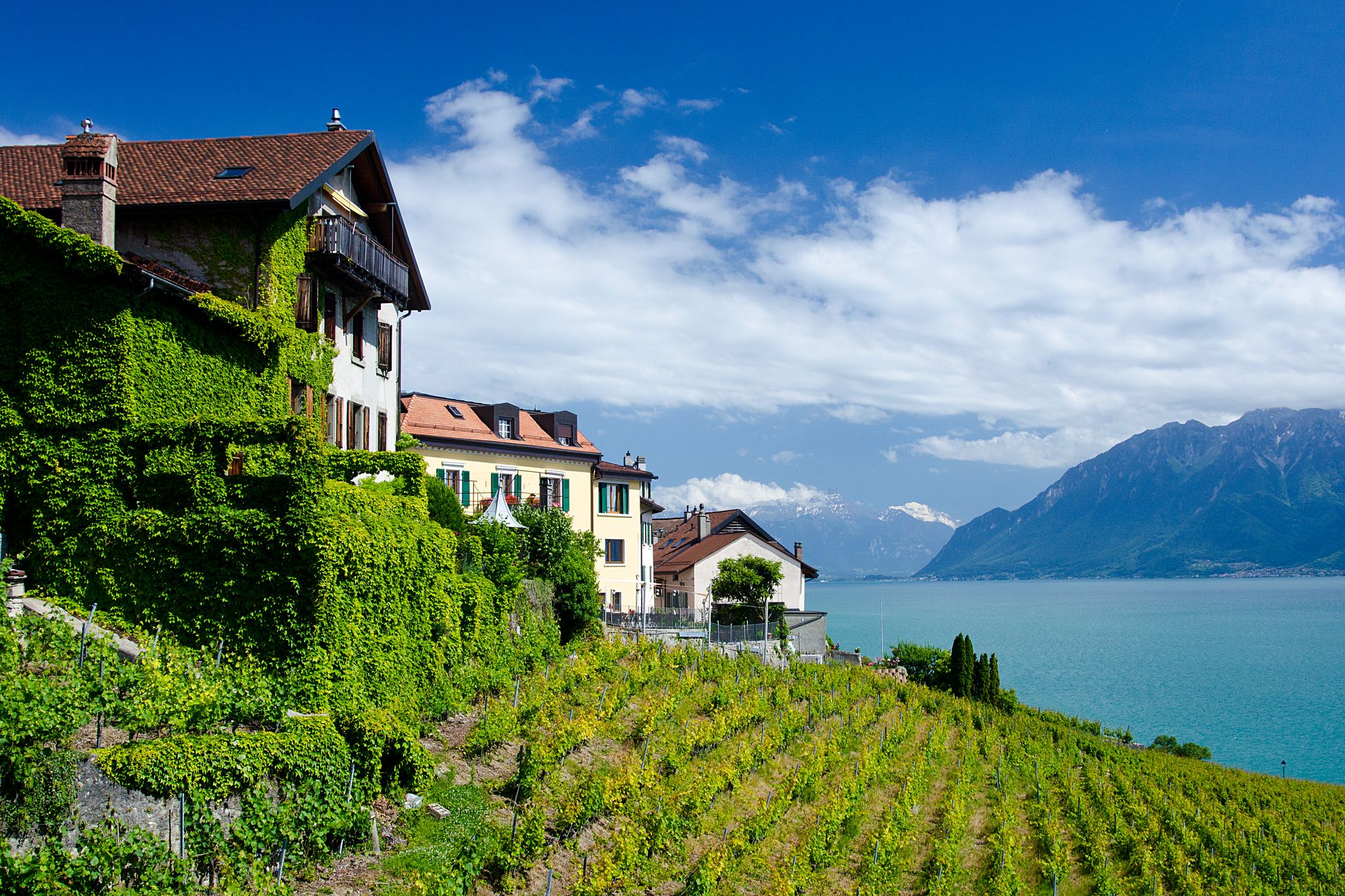 Photo of view of Lake Geneva from Vevey with vineyard in the foreground and mountains in the background, Switzerland.