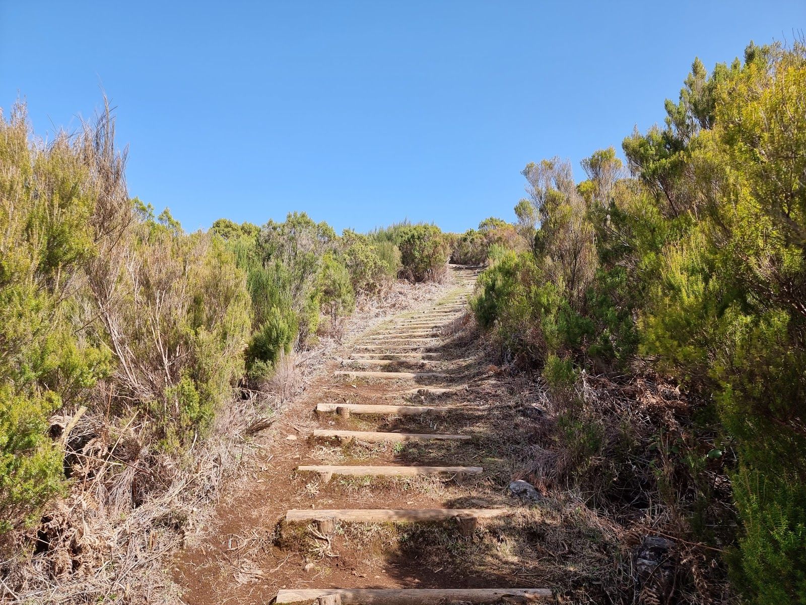 PR13 Vereda do Fanal, Calheta, Madeira, Portugal