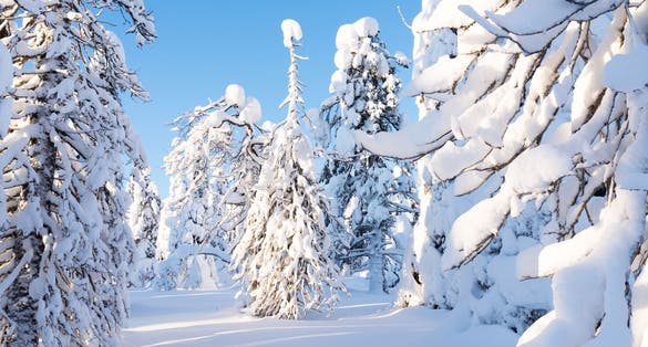 Photo of trees covered with fresh powder snow on a cold and sunny day in Riisitunturi National Park, Posio, Finland