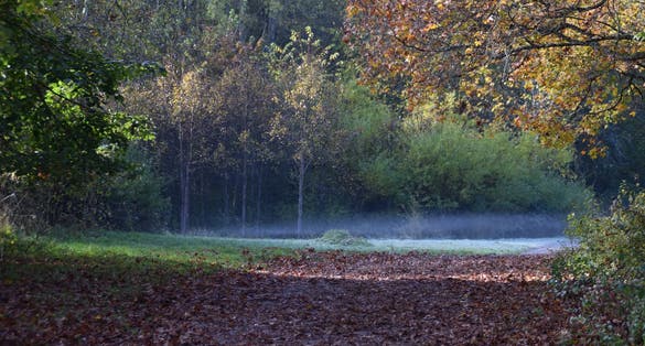photo of autumn at a frosty morning, Judarskogens naturreservat, Bromma, Stockholm, Sweden.