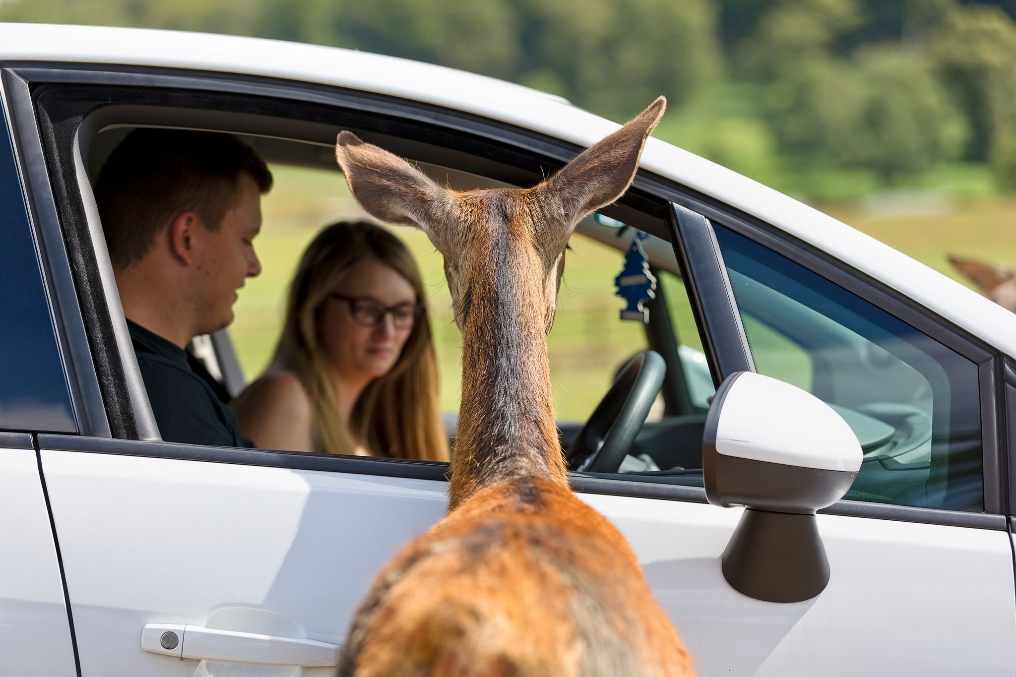 A Female Red Deer Hind (Cervus elaphus) looks into a car wanting food in the Deer Park at Longleat Safari and Adventure Park in Wiltshire, England.