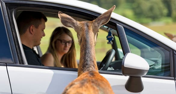  A Female Red Deer Hind (Cervus elaphus) looks into a car wanting food in the Deer Park at Longleat Safari and Adventure Park in Wiltshire, England.