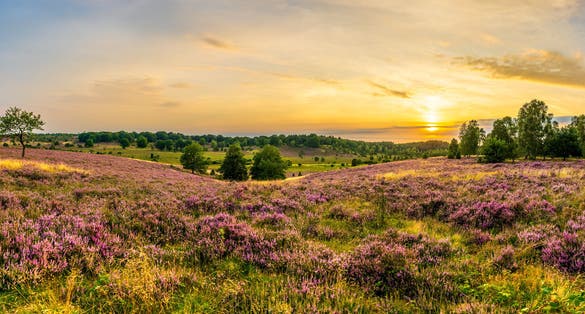 photo of view of Golden sunset sky over a purple blooming heather field. Panorama of the characteristic purple heather landscape in the nature reserve Lüneburger Heide.