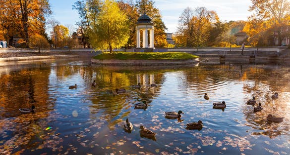 photo of view of Pavilion in the center of a pond which is covered with golden leaves in city park of Liepaja, Latvia on a sunny autumn day. There are wild ducks in the pond.