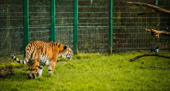 Photo of an orange red black and white tiger at Blackpool zoo, UK.