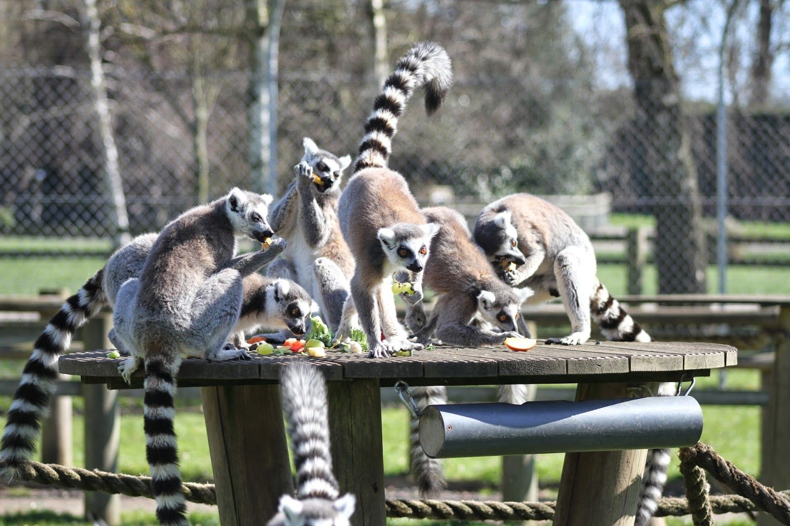Africa Alive!, Kessingland, East Suffolk, Suffolk, East of England, England, United Kingdom