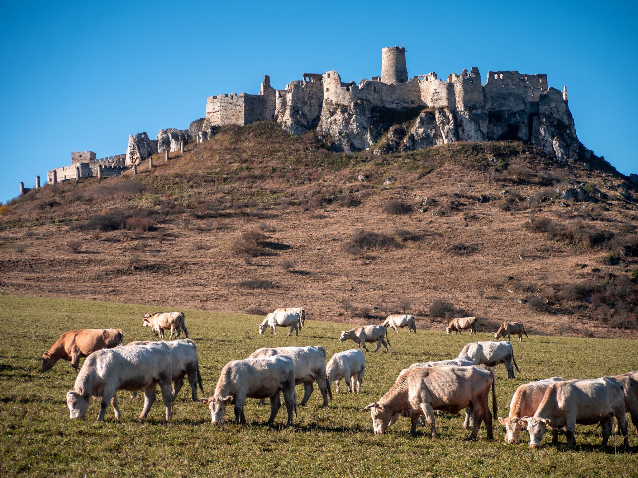 Simmental cattle under Spiš castle.