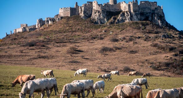 Simmental cattle under Spiš castle.