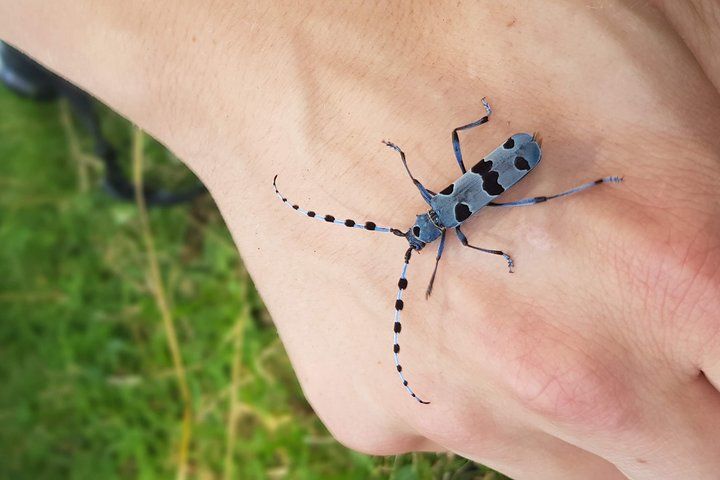 Discover Apuseni Mountains - Scarita Summit,Sipote Waterfall and Dumesti Village