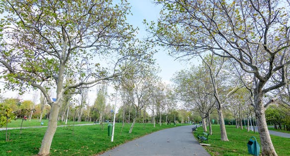 Photo of landscape with the main alley with vivid green and yellow plants, trees and grass in a sunny autumn day in Tineretului Park in Bucharest, Romania