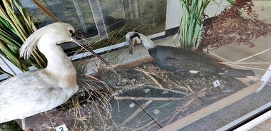 Audio Guide for All Svishtov & Ruse Sights, Attractions or Experiences