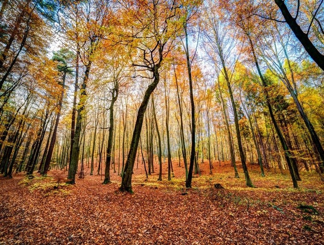 15 October in North Macedonia.jpg