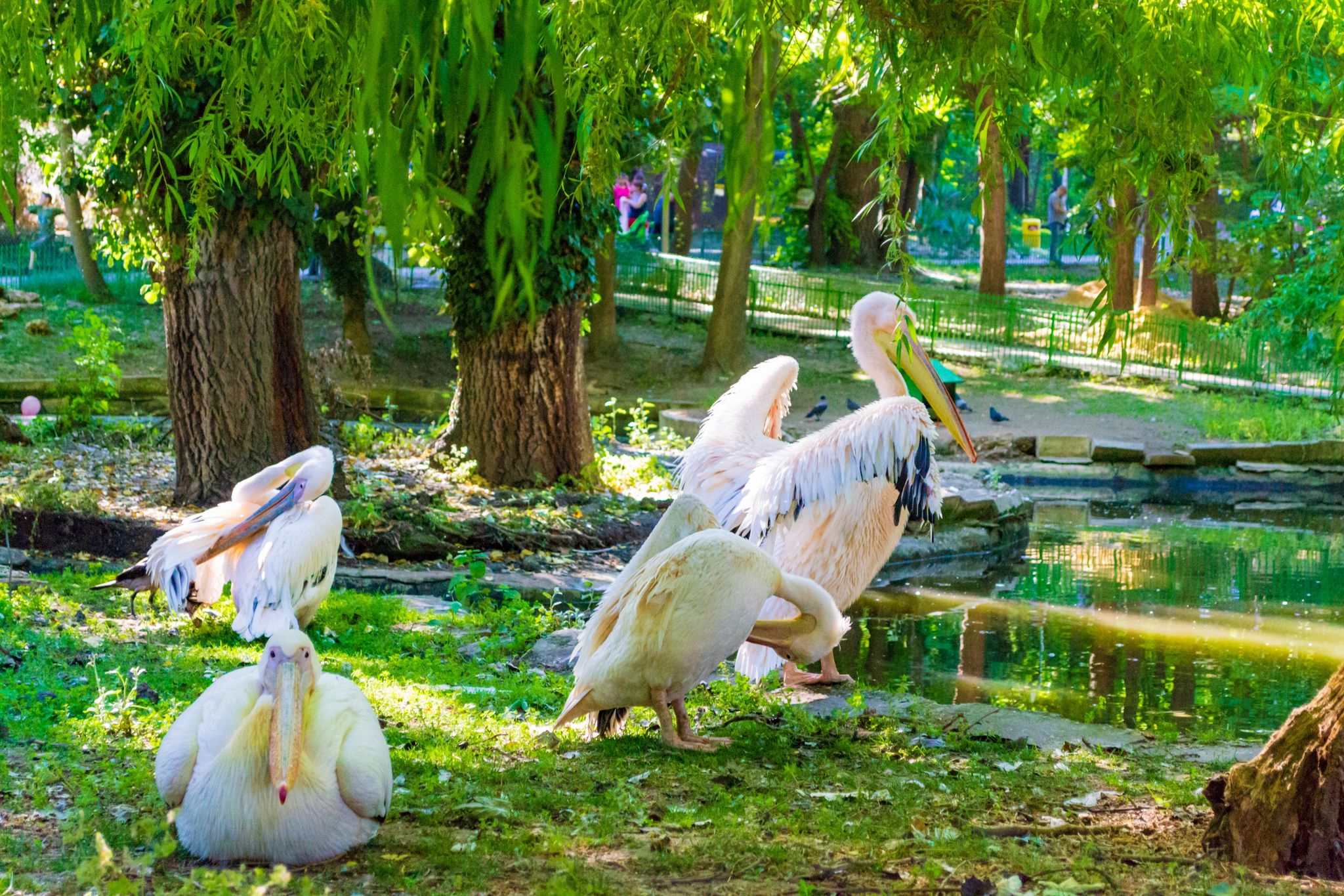 photo of view of Pelicans family at pond shore in a Zoo at Sea or Seaside Garden on nice June day.Picture taken on June 1, International Childrens Day at ,Varna city,Bulgaria.2013,Varna Bulgaria.