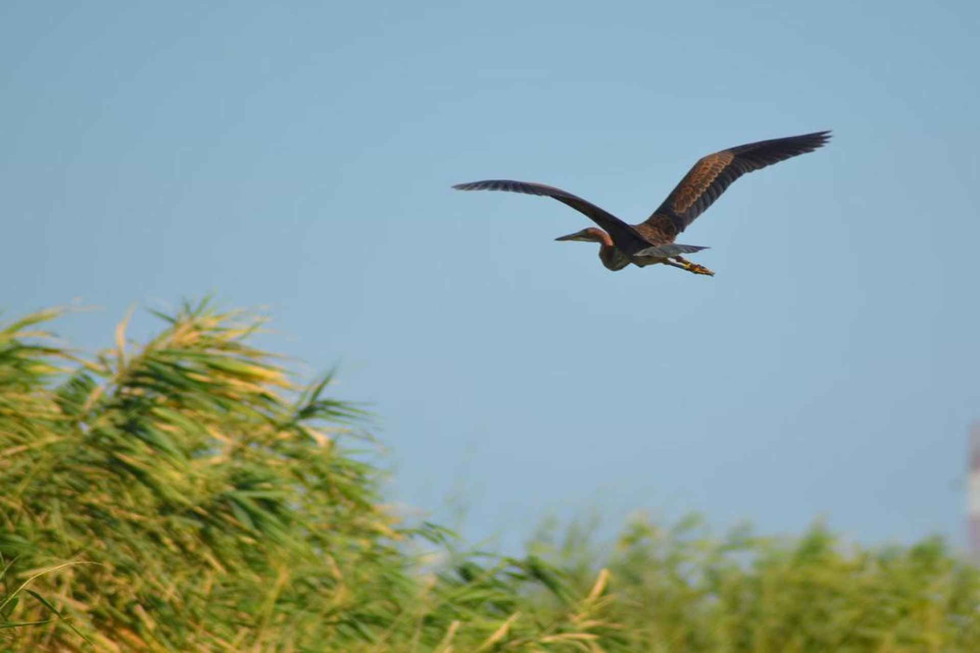 PREMIUM TOUR SMALL GROUP Bucharest-The Heart of Danube Delta