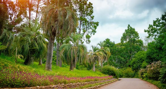 Photo of botanical garden in Batumi.