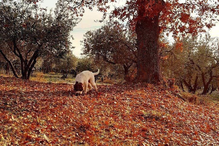 Truffle Hunting Experience in Assisi
