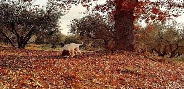 Truffle Hunting Experience in Assisi