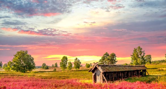 photo of view of View over landscape of Lueneburger Heide, Germany.