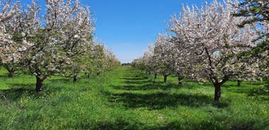 Mallorca: Almond Blossom Minivan Tour with tasting - GERMAN