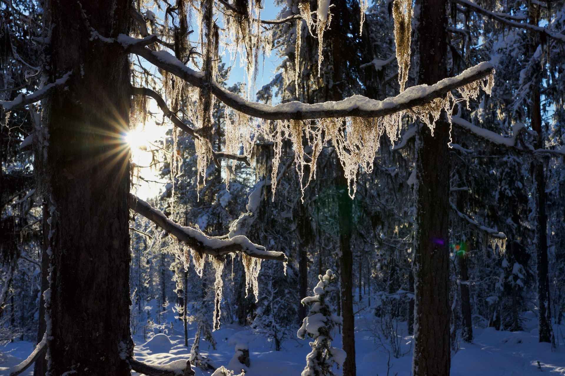 Kiruna: Morning Husky Sled Ride with Coffee Break