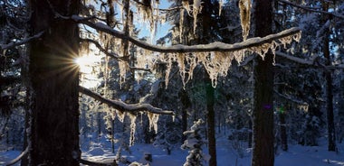 Kiruna: Morning Husky Sled Ride with Coffee Break