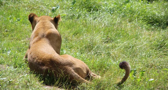 Photo of animals from Givskud zoo near Billund, Denmark.