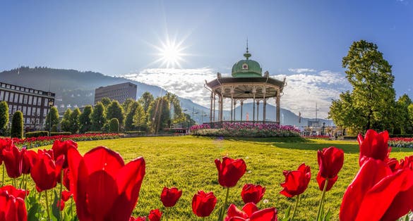Altan with red tulips in Bergen, Norway.