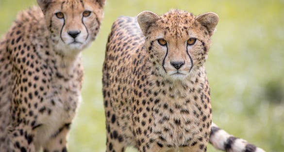 Cheetah portrait from Opole zoo.