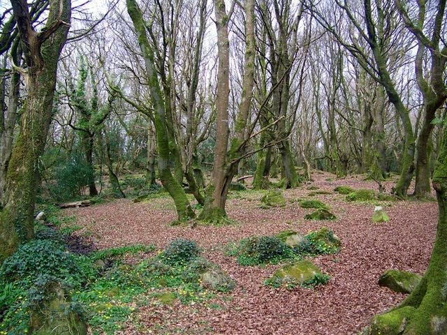 photo of view of Barna Woods, Galway, Irland.