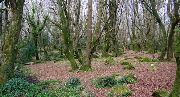 photo of view of Barna Woods, Galway, Irland.