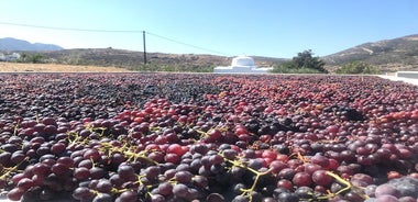 Wine Tasting and Tour in Saint Anna Winery in Naxos