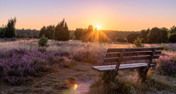 photo of view of Beautiful view of the sunset in the Lüneburg Heath Nature Park (nature reserve) during the heather blossom, Northern Germany