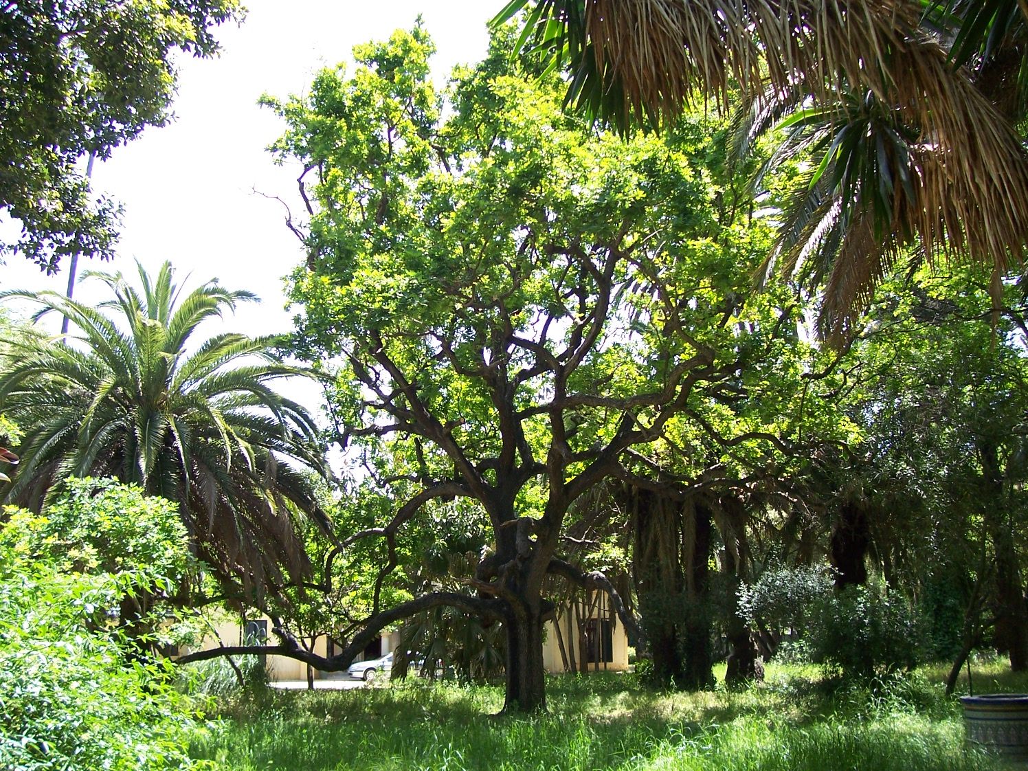 Parque de Las Acacias
