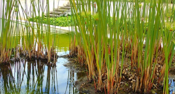 Lovely Detail of Nature in the Public Garden "Casa da Cerca" in Almada, a Portuguese City in front of Lisbon, Portugal