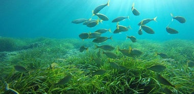 Family Kayak and Snorkel Tour in San Jose Cabo de Gata