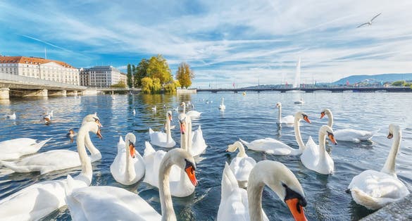 Photo of classical view of lake Geneva with waterfowl white swans by quay, famous fountain in background, Switzerland.