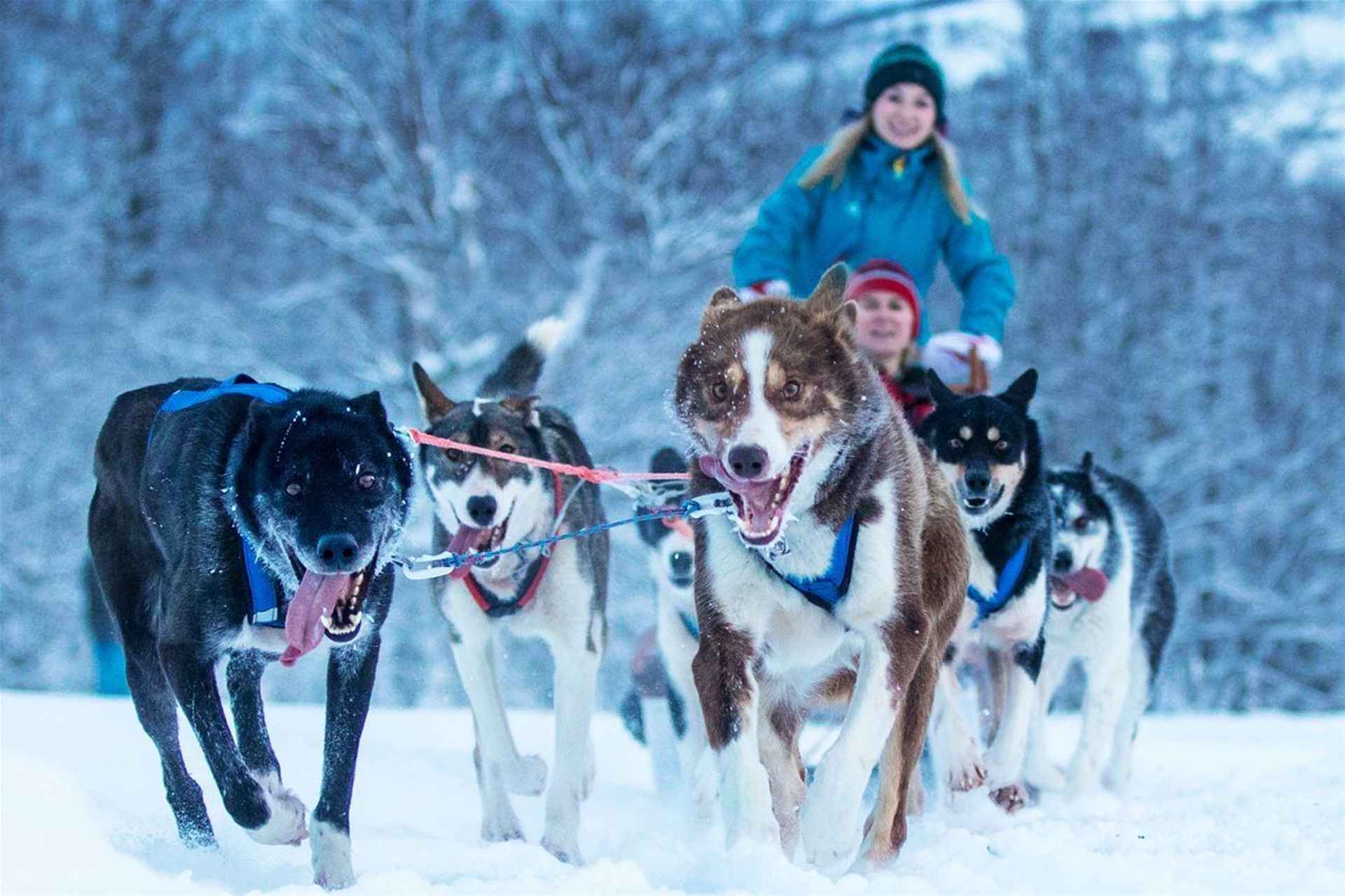Narvik: Dogsledding with Husky Isogaisa
