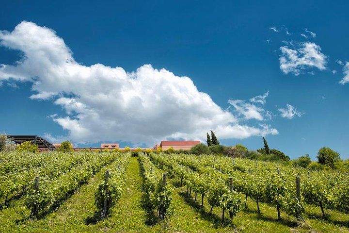 A world of wine-tasting in Nemea
