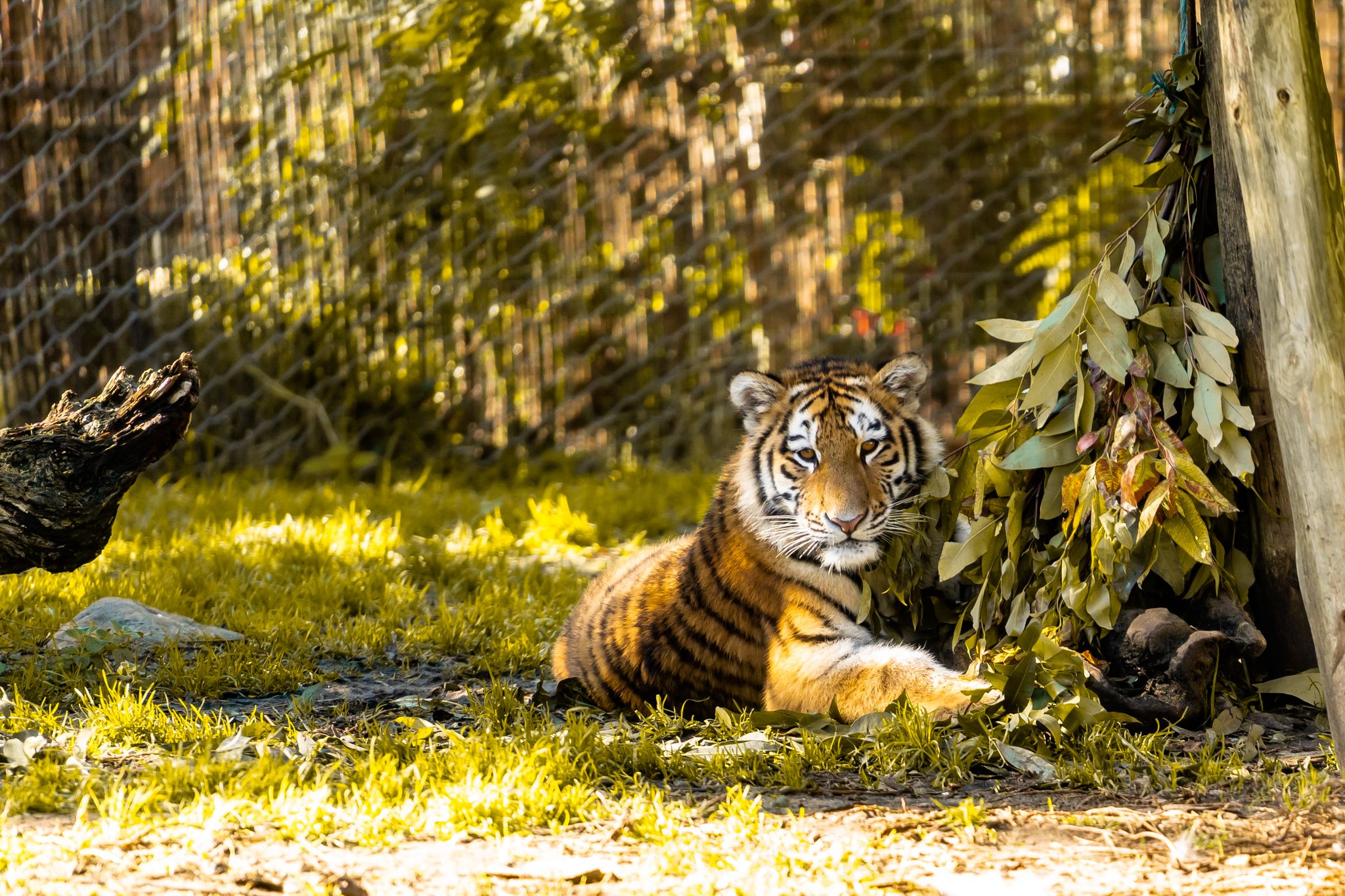 Photo of Lisbon Zoo: Fascinating wildlife park in Portugal's capital, home to diverse animals and conservation efforts in a lush, family-friendly setting, Portugal.