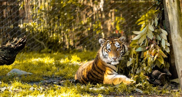 Photo of Lisbon Zoo: Fascinating wildlife park in Portugal's capital, home to diverse animals and conservation efforts in a lush, family-friendly setting, Portugal.