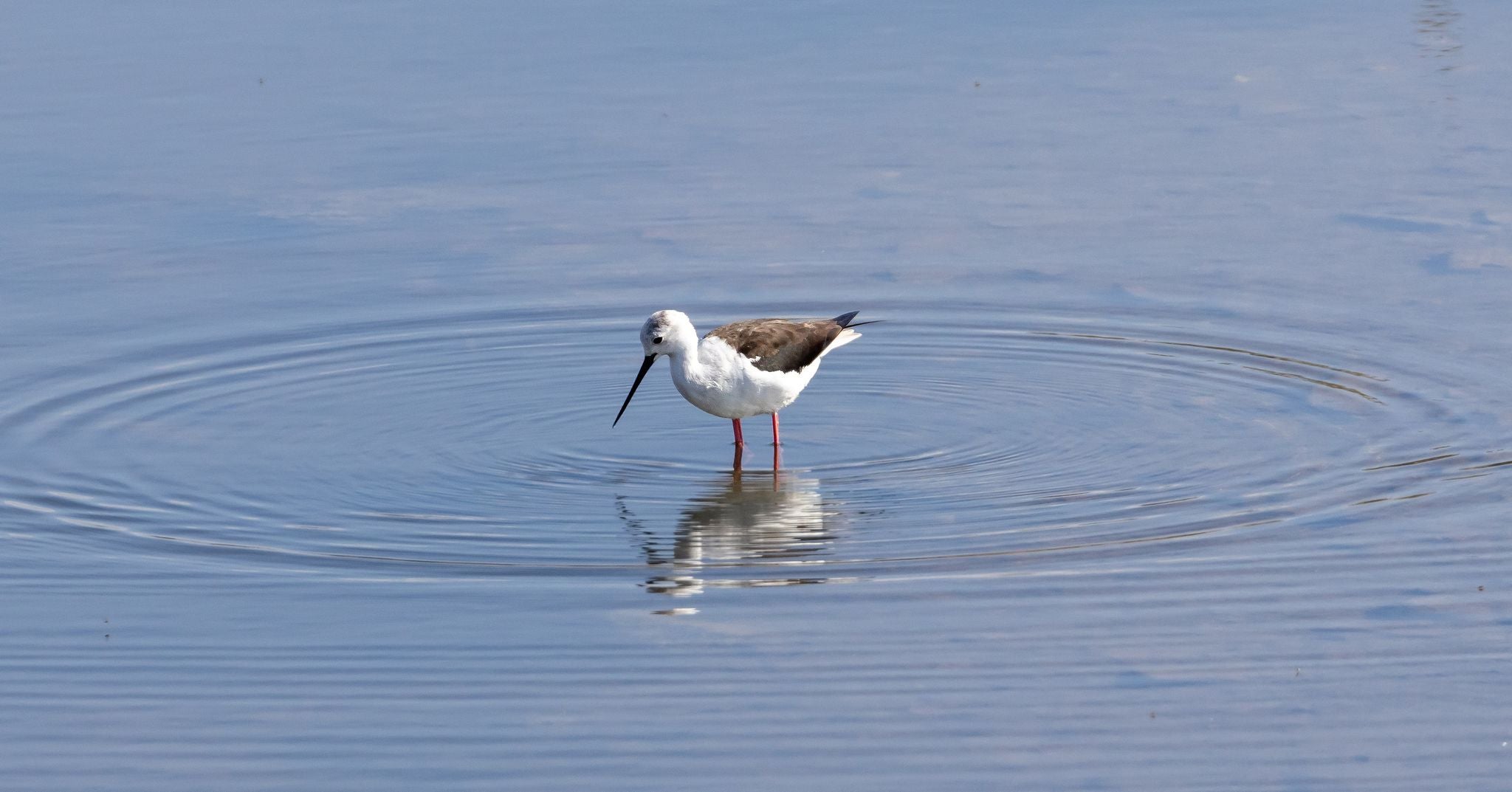 Black-winged Stilt (Himantopus himantopus) in a pond.jpg