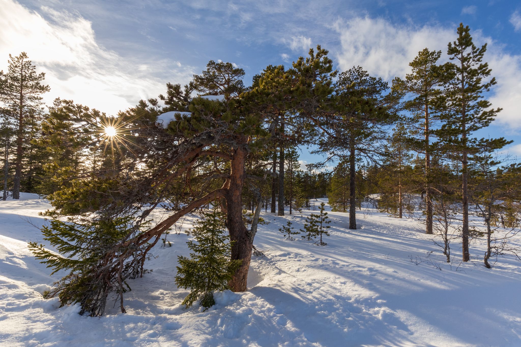 Abstract landscape in the mountains, with reflection of the forest in the river at Kongsberg, Norway