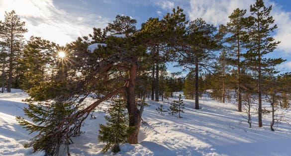 Abstract landscape in the mountains, with reflection of the forest in the river at Kongsberg, Norway