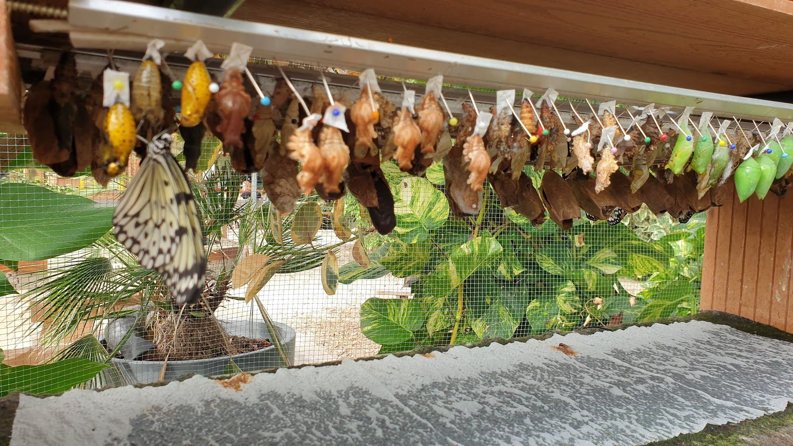 Vlindorado, Waarland, Schagen, North Holland, Netherlands