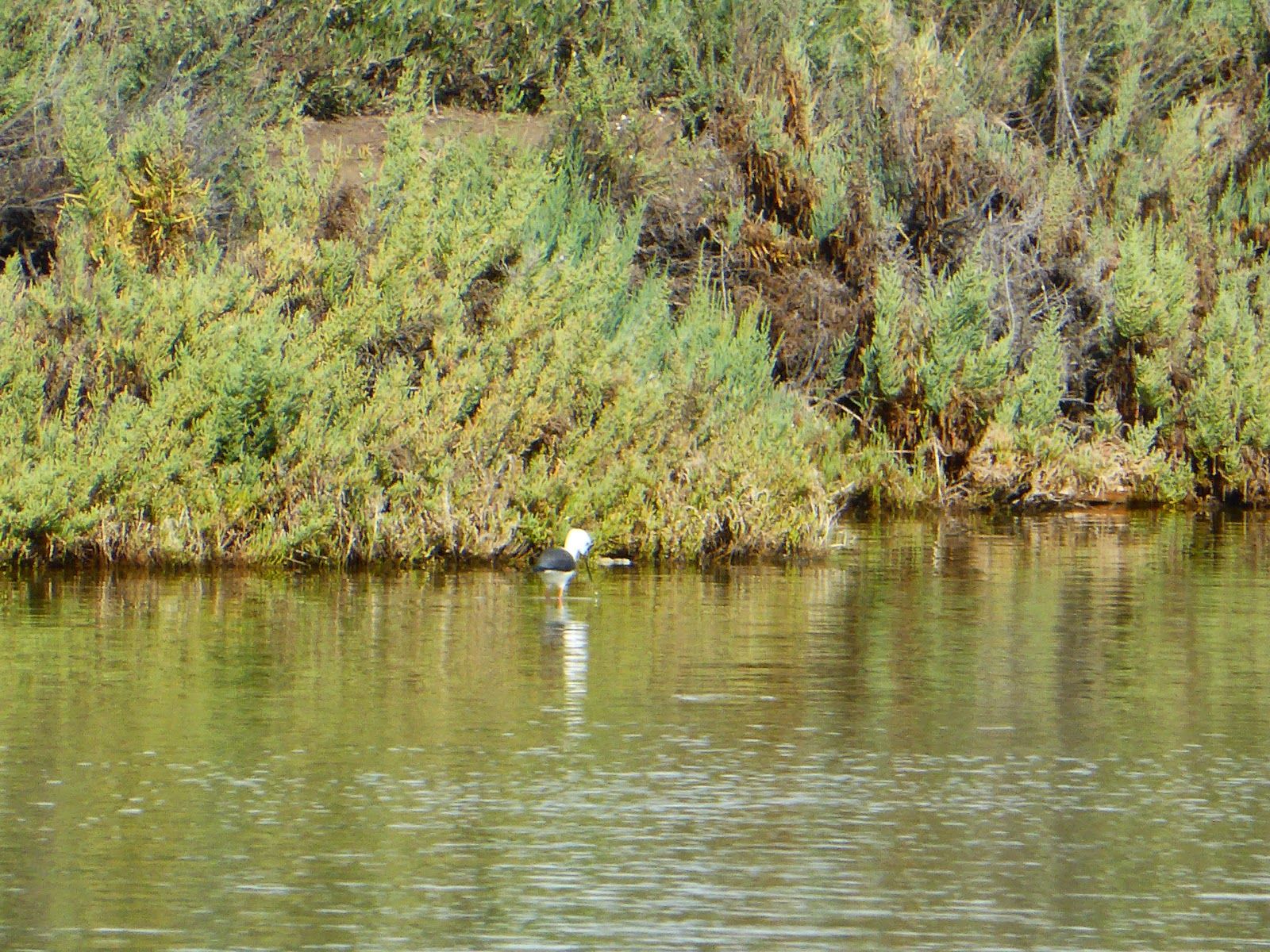 Ria Formosa Nature Park, Quelfes, Olhão, Faro, Algarve, Portugal