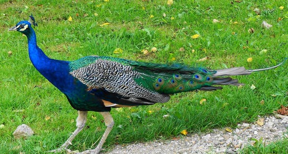 Photo of Peacock male at Alpine Zoo in Austria, Carinthia, Feld am See.