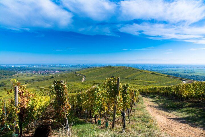 Alsace Wine Route Wineries & Tasting Small Group Guided Tour from Strasbourg